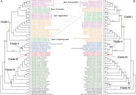 Image result for Agelanthus zizyphifolius