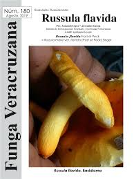 Image result for Russula flavida