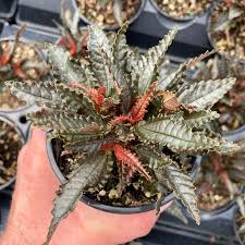 Image result for Pilea johnstonii