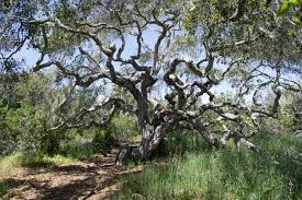 Maybe you would like to learn more about one of these? Native Plant Series 4 Coast Live Oak Woodlands