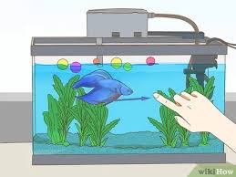 If you think there is a resemblance, it's probably a good idea to give it a miss or do some they are shoaling fish and you should have a minimum of four of them in one aquarium. How To Play With Your Betta Fish 8 Steps With Pictures