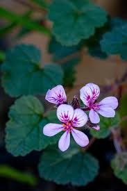 Image result for Pelargonium