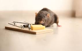 Whether you're pest control company job is in atlanta or any other city, you're going to want to do a bit of research before hiring pest control companies. Diy Pest Control Resources Northwest Exterminating