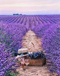 Just A Few Of My Favourite Things New Zealand Born Raised And Living Www Pinterest Com Jen Luff In 2020 Lavender Fields Lavender Flowers Lavender Farm