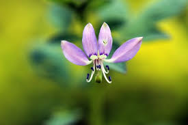 Image result for Cleome rutidosperma