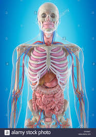 Rib cage human anatomy organs. Human Ribcage And Internal Organs Computer Artwork Stock Photo Alamy