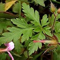 Shiny geranium is quite similar to its relative, herb robert, but as its name suggests is shinier. Herb Robert Facts