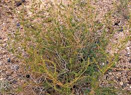 Image result for Suaeda articulata