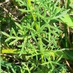 Image result for Verbena aristigera