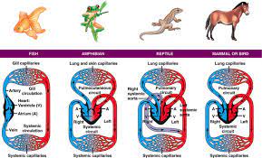 Circulatory System Circulatory System Projects Animal Science