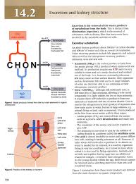 59%(44)59% found this document useful (44 votes). The Kidney And Osmoregulation 11 3 Hl Abc Ib Biology