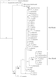 Image result for Fagonia isotricha