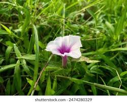 Image result for Ipomoea crassipes