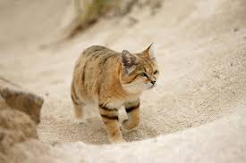 ‪Elusive Arabian sand cat spotted after 10 years' disappearance | New  Scientist‬‏