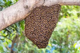 Maybe you would like to learn more about one of these? Bee Wasp Hornet Nest Removal Safe Wasp Nest Removal In Virginia