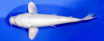 Penamaan platinum berdasarkan warna tubuh ikan ini yaitu putih seperti platinum. 24 Jenis Dan Gambar Ikan Koi Ragam Informasi