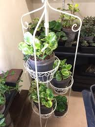 Image result for Peperomia molleri