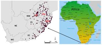 Image result for Hypoxis nyasica