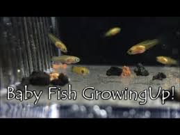 Platy Fish Care Size Lifespan Feeding Tankmates Breeding