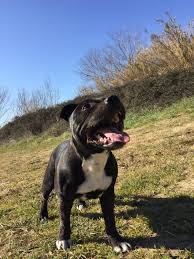Amstaff 4 mesi in animali. Vi Presento Teo