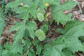 Image result for Girardinia