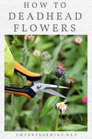 Even those that don't need deadheading will look tidier if you do it. How To Deadhead Flowers Make Way For More Blooms Empress Of Dirt