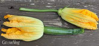 The female flowers have a very obvious swelling behind them. 3 Common Squash Problems And How To Solve Them