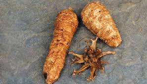 Image result for Harpagophytum procumbens