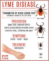 Image result for infected tick bite