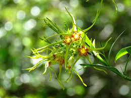 Image result for Strophanthus speciosus