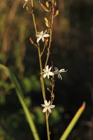 Image result for Chlorophytum pubiflorum