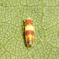 Image result for Erythrococca atrovirens