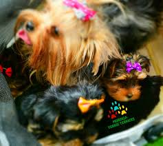 Maybe you would like to learn more about one of these? Available Micro Teacup Yorkies Toy Yorkie Puppies Yorkie Terrier Puppies Parti Yorkie Puppies Chocolate Yorkie Puppies Merle Yorkie Puppies Socal Yorkie Teacup Puppies Yorkie Puppies For Sale Quality Tiny Teacup Toy Puppies Yorkies