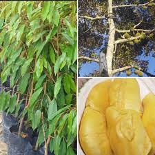 We did not find results for: Anak Pokok Durian Musang King Kahwin Nak Pokok Durian Musang King Kahwin Shopee Malaysia