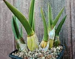 Image result for Eulophia petersii