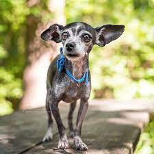 Chi Diddy Is In The House Don T Let These Itty Bitty Little Legs Fool You Chi Diddy Such A Great Name Loves To Go For Best Dogs Good Cause Great