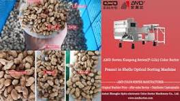 AMD Sortex(P-LG2) Groundnuts in Shell Color Sorter Machine Price for Peanut in Shell Sorting