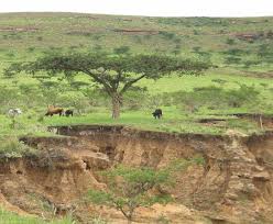 Image result for Diclis reptans