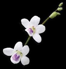 Image result for Ixora longipedunculata