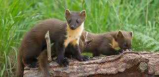 Image result for marten poop