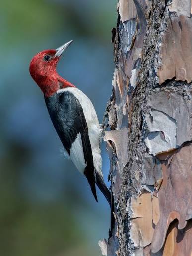 Just when you thought the rash of peckers was over, this mediocre pecker  with a Redhead pops up on your feed. Guess what they called him.  #peckerrash #yomamahasapeckerrash #woodpecker #pecker #peckerwood