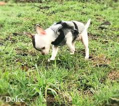 Chihuahua Baby So Cute Puppies And Kitties Cute Animals Chihuahua
