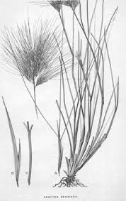 Image result for Aristida bipartita