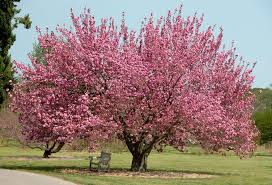 So we'd be replacing them at some point. Different Cherry Tree Varieties In Washington Dc Cherry Blossom Locations Travel Trots
