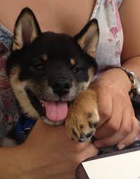 As puppies mature, their urajiro will. My Darling Sasha 4 Month Old Black And Tan Shiba Inu Puppy Shiba Inu Puppies And Kitties Shiba Inu Black