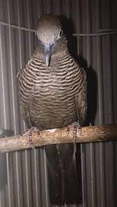 Pancingan Perkutut Cemani Blorok Bangkok Burung Fotografi