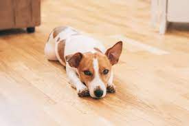 Dog Burping What S Normal And What S Not Great Pet Care