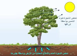كيف تمتص النباتات الماء و الاملاح المعدنية