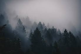 Check spelling or type a new query. Mountain Forest Pictures Download Free Images On Unsplash
