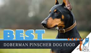 6 Best Doberman Pinscher Dog Foods With Top Puppy Senior